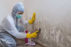 Best Industrial Mold Remediation  in Irwin, SC